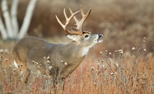 Deer Hunts in MD