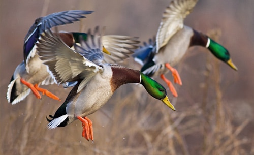 Duck Hunts in MD